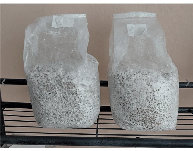 Grano Esterilizado (1kg)